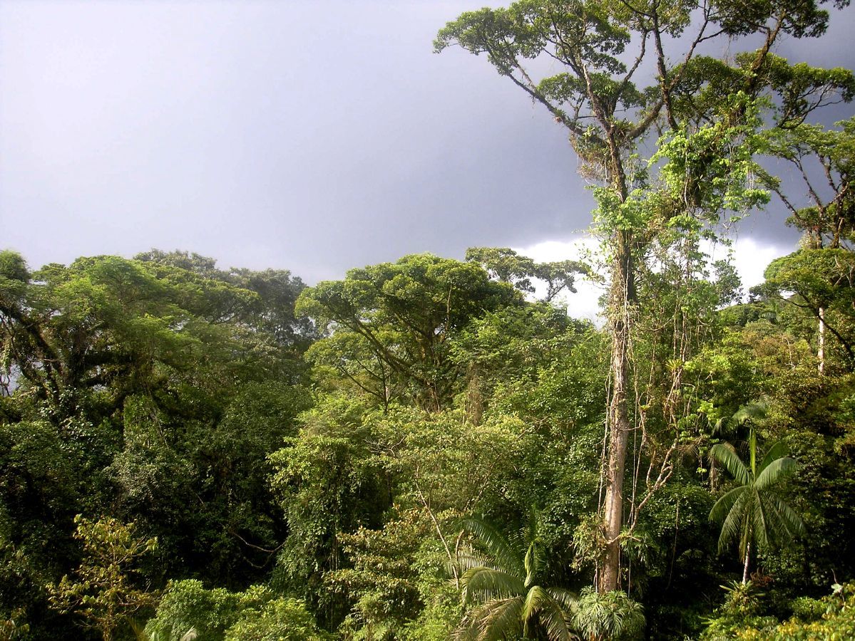 south american rainforest in equatorial climate zone