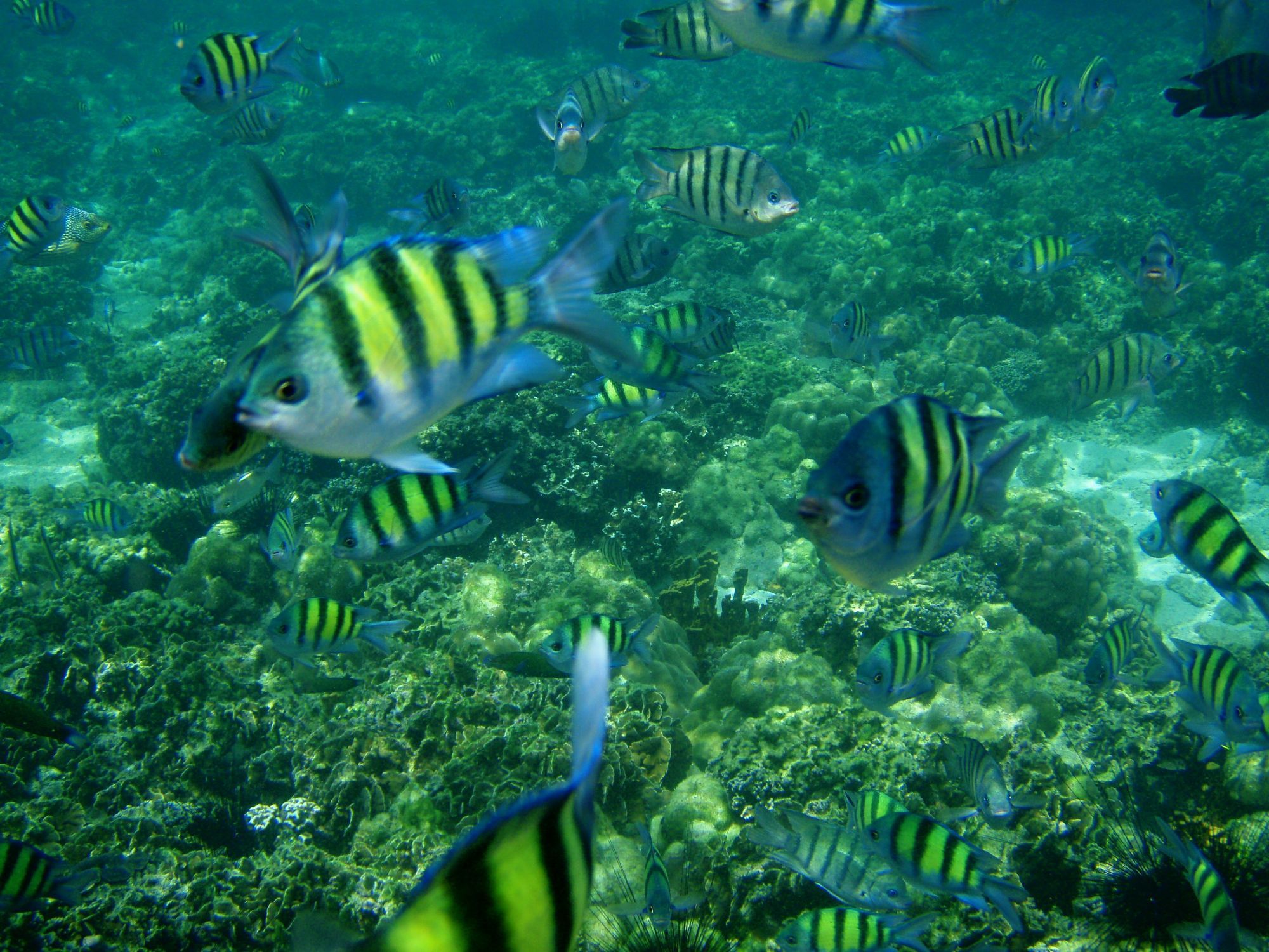 coloureful fishes in the shallow waters of coral reef