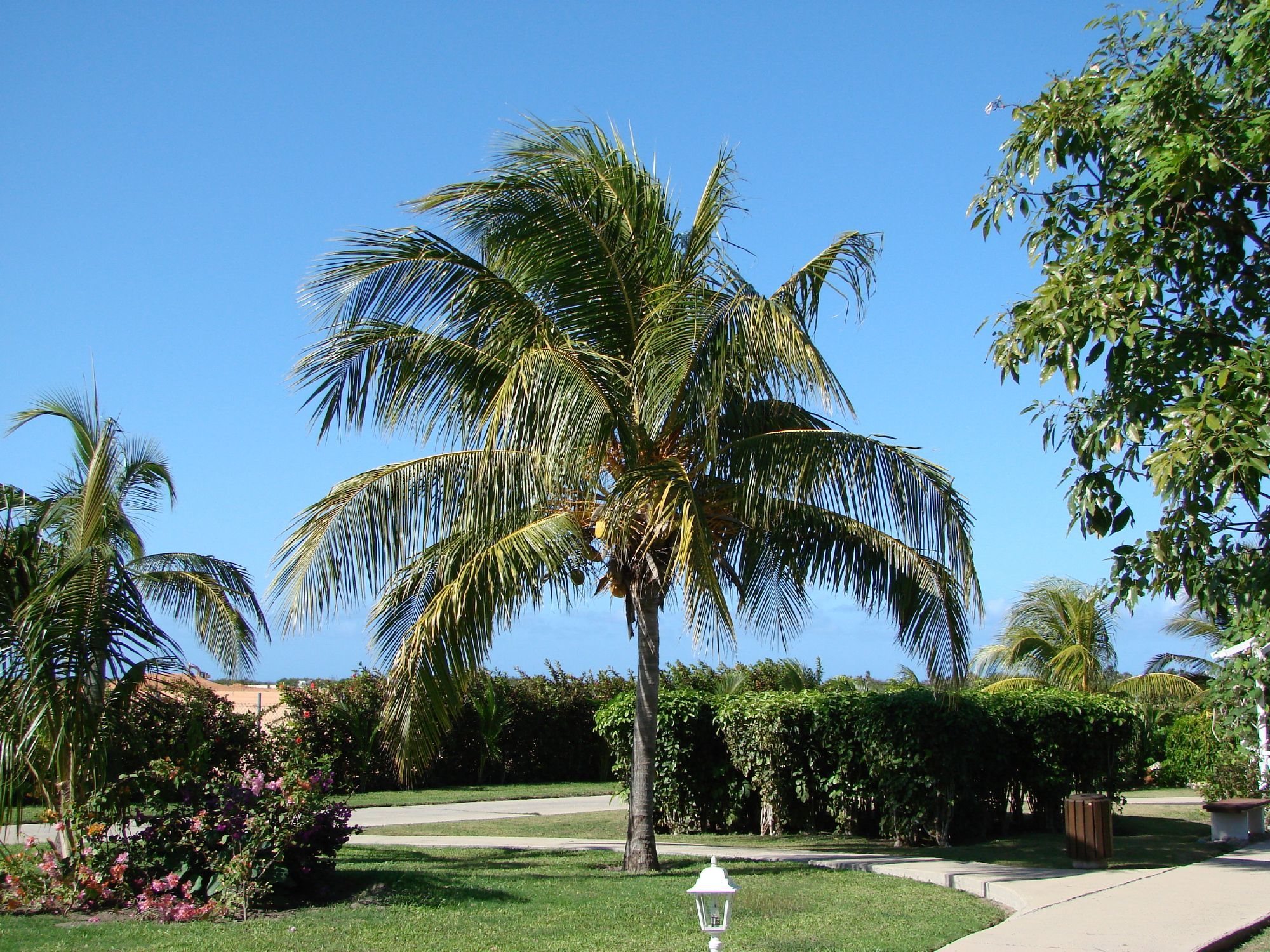 coconut tree in garden