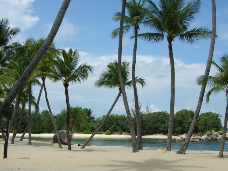 tropical paradise coco palms