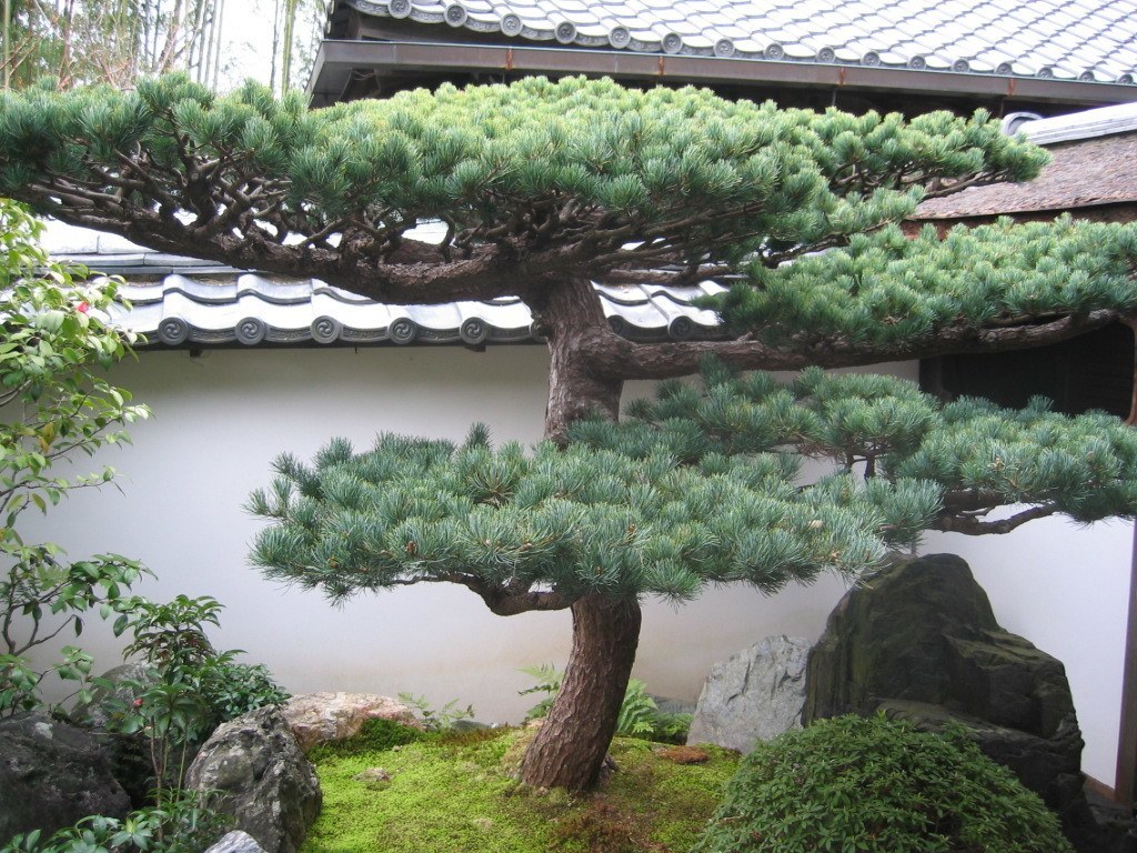 bonsai tree traditional garden