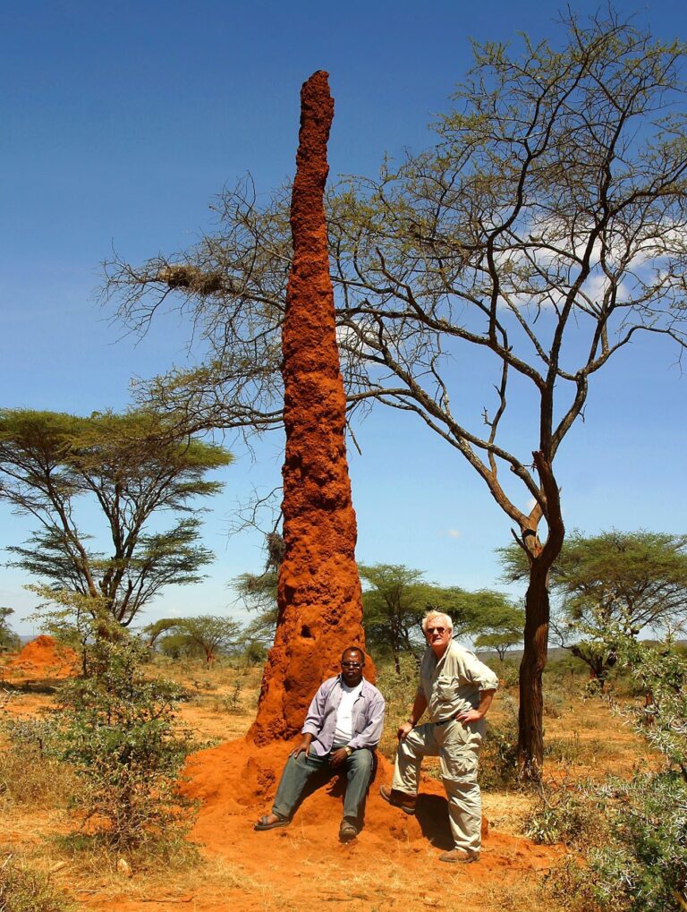 termite mound ethiopia