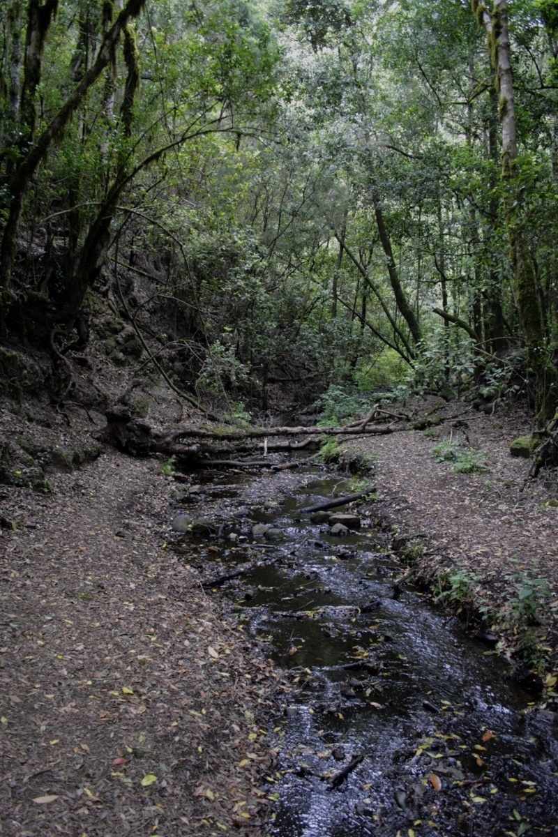 la palma forest