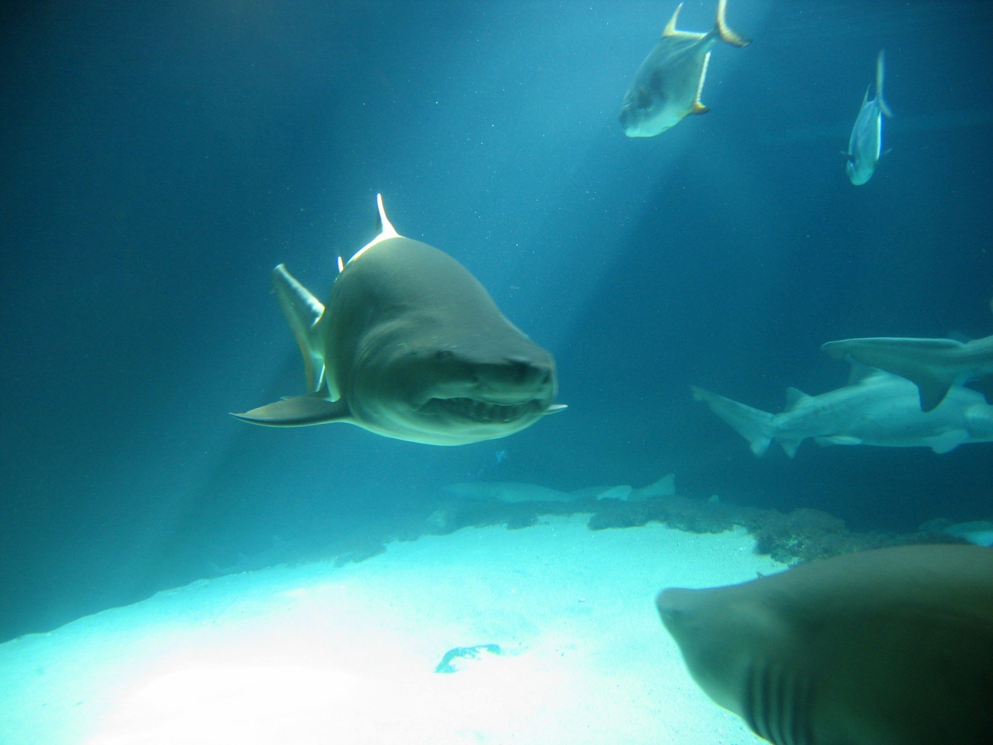 shark in aquarium