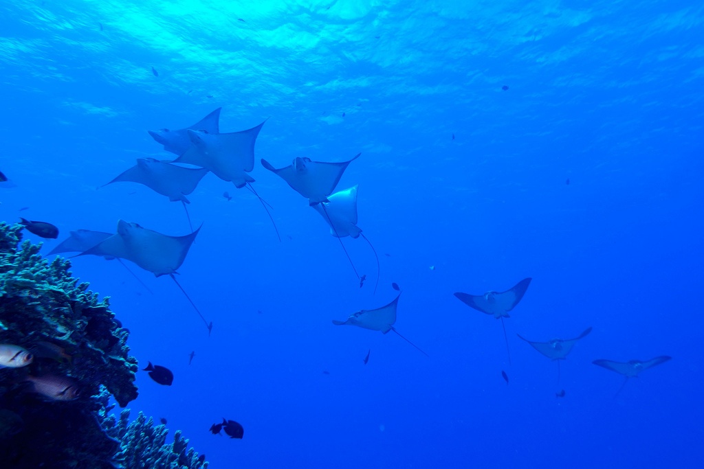 Diving in Saipan