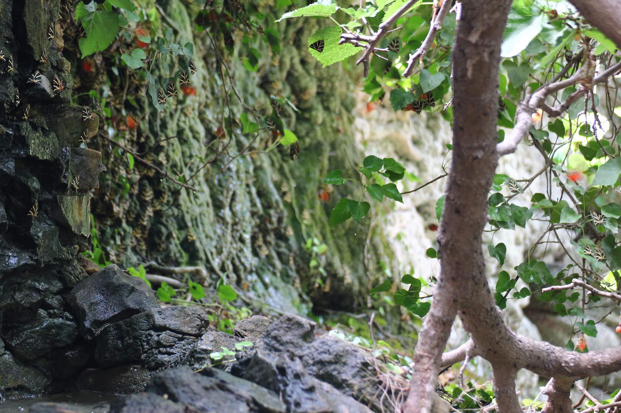 valley of the butterflies
