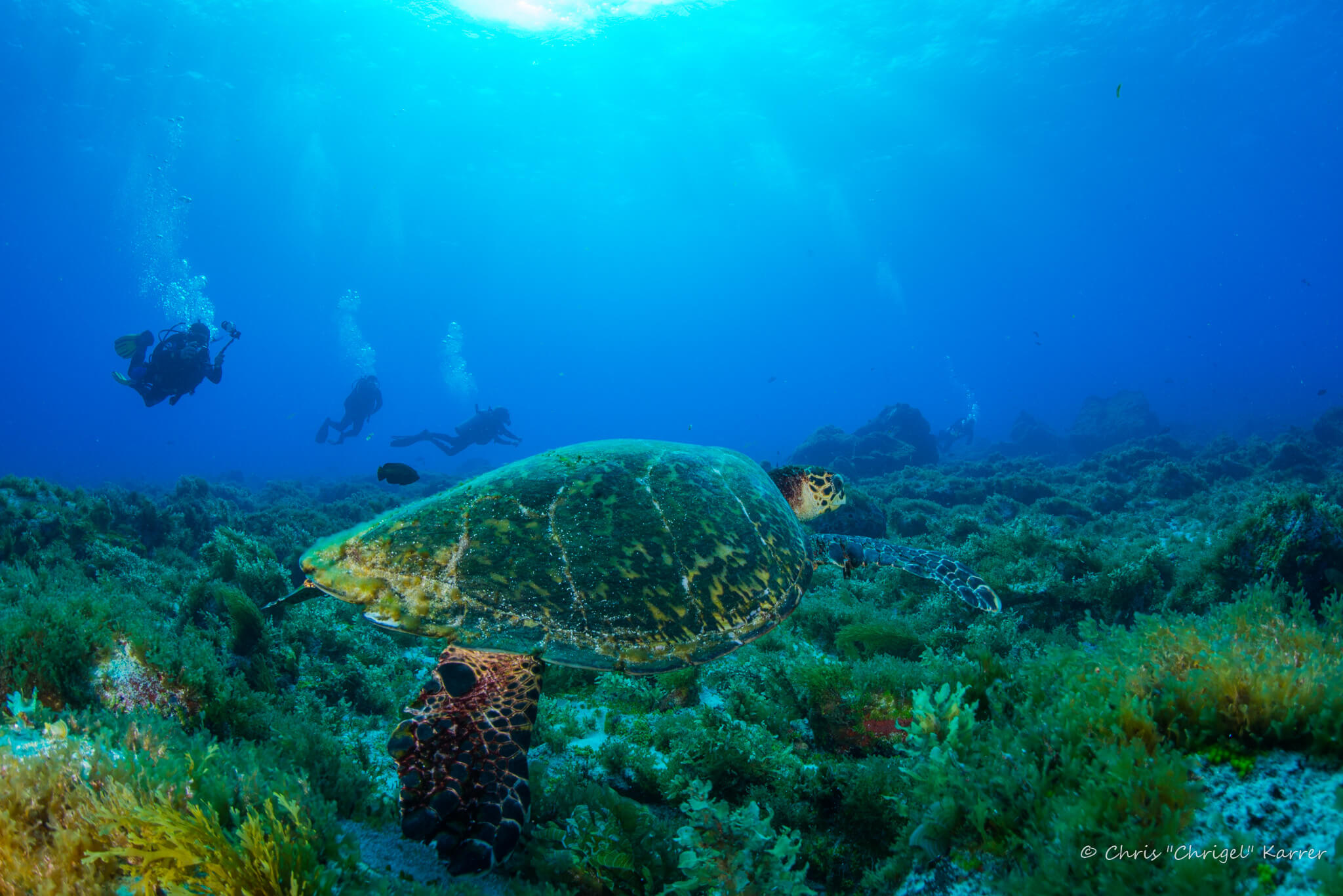 sea turtle and coral reef