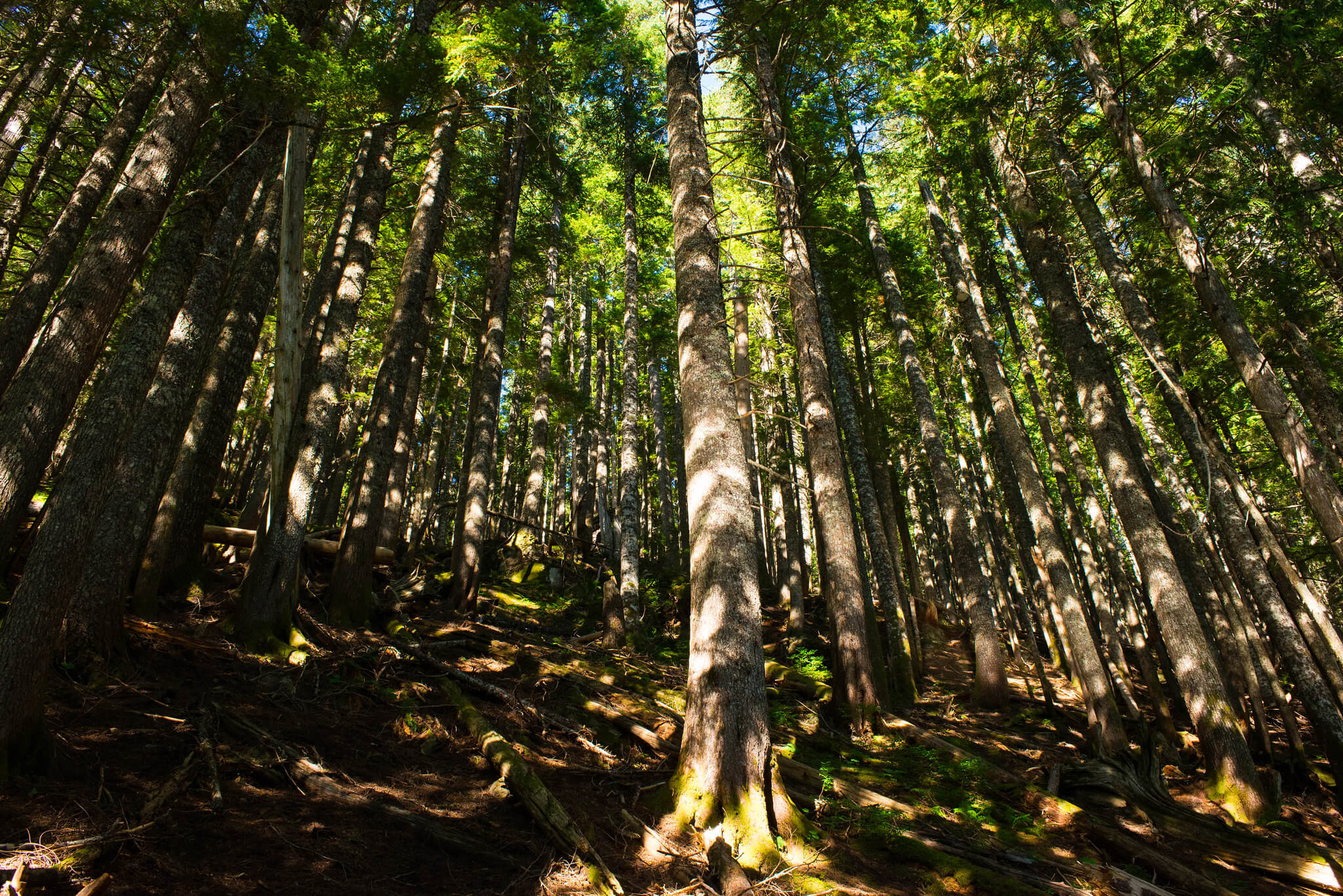 lost lake loop