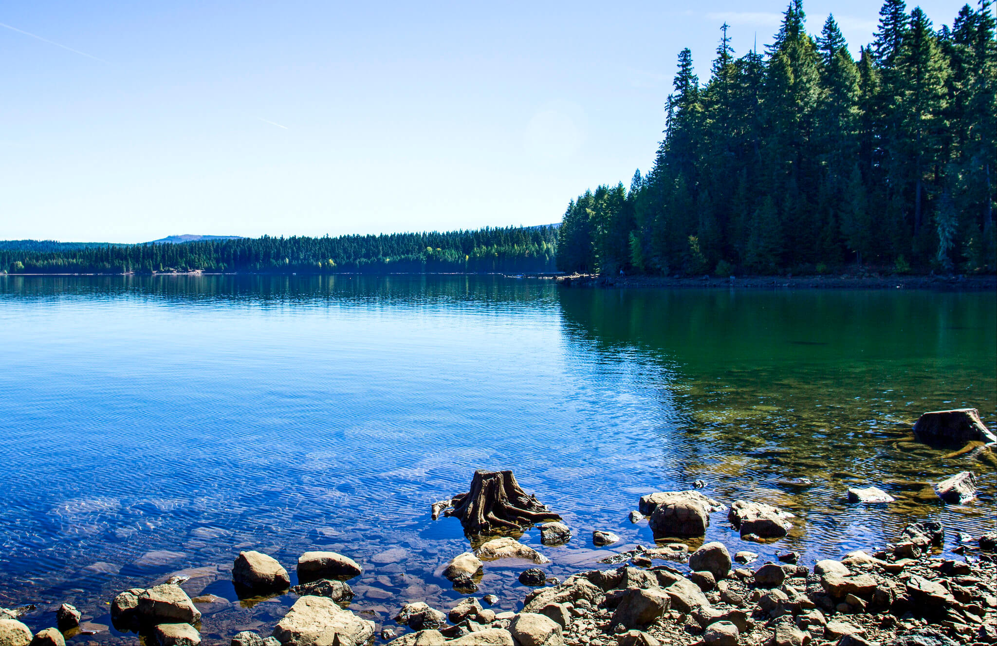 swim in the calm lake