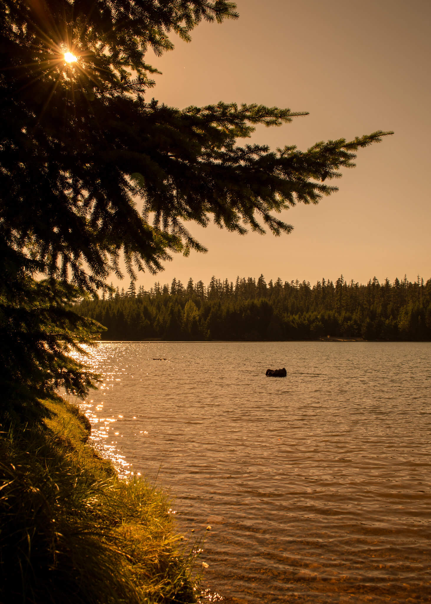 timothy lake at sunset