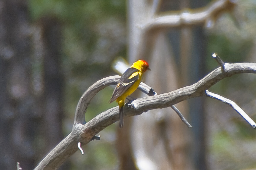 western tanager