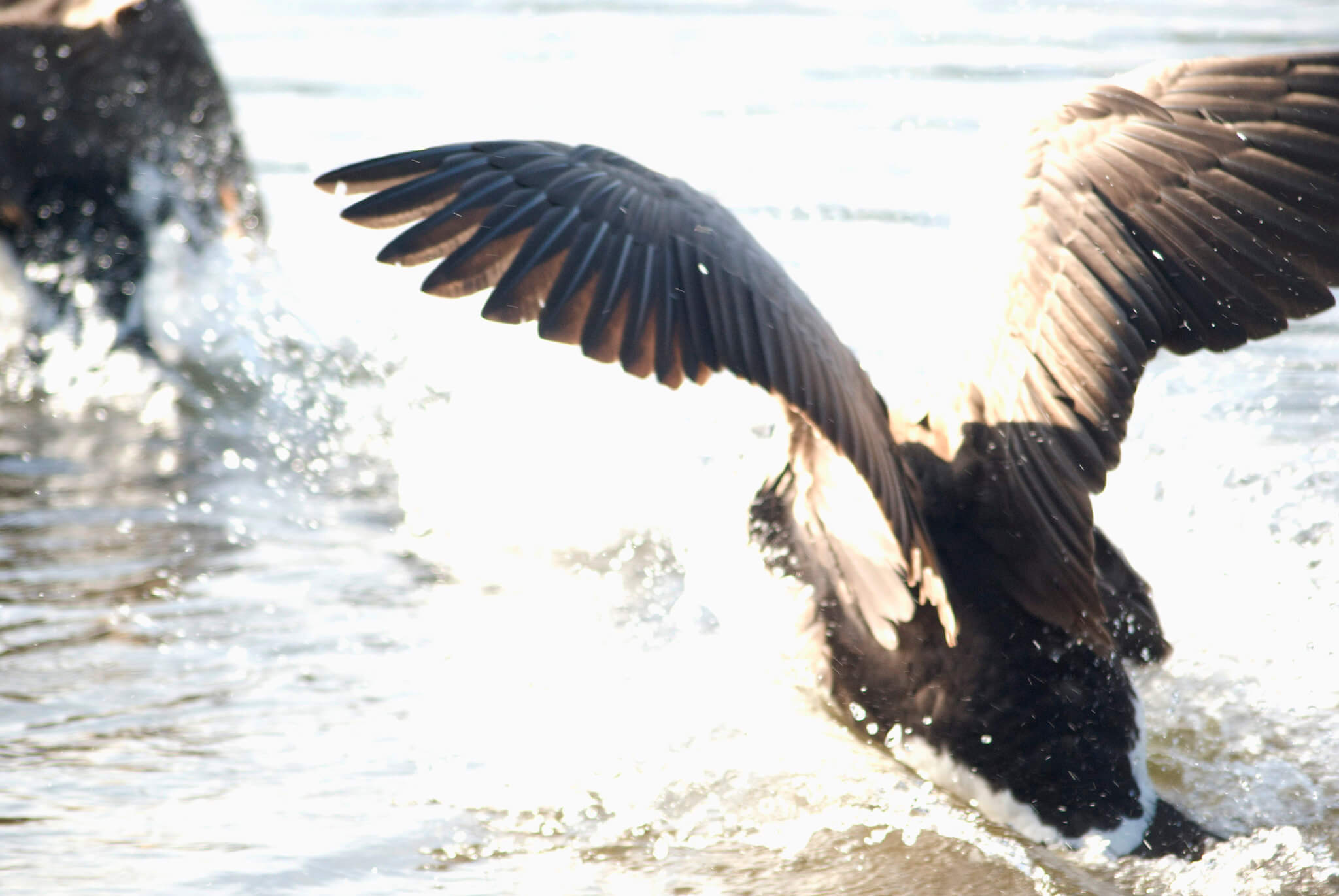 wild goose