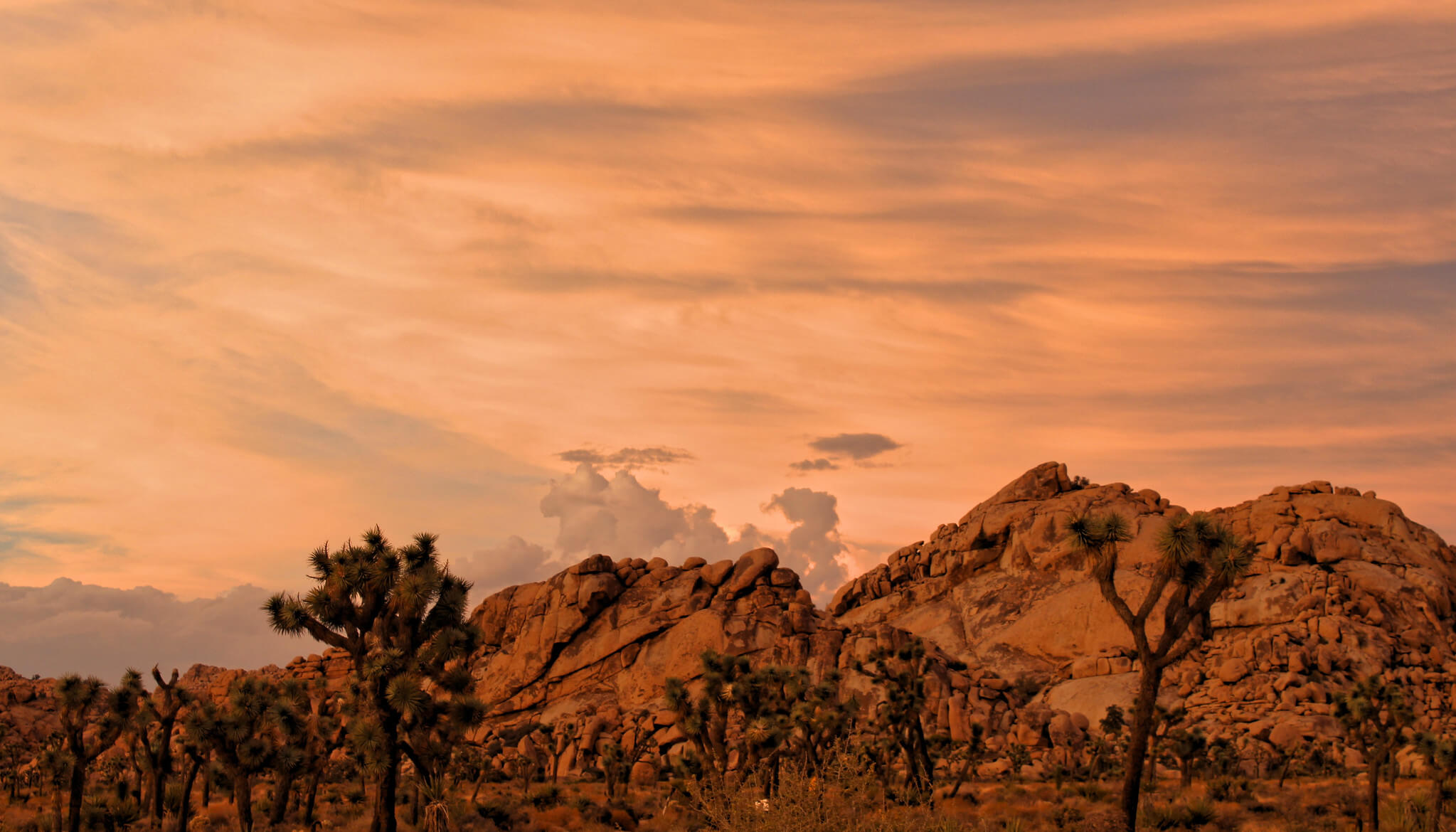 joshua tree national park