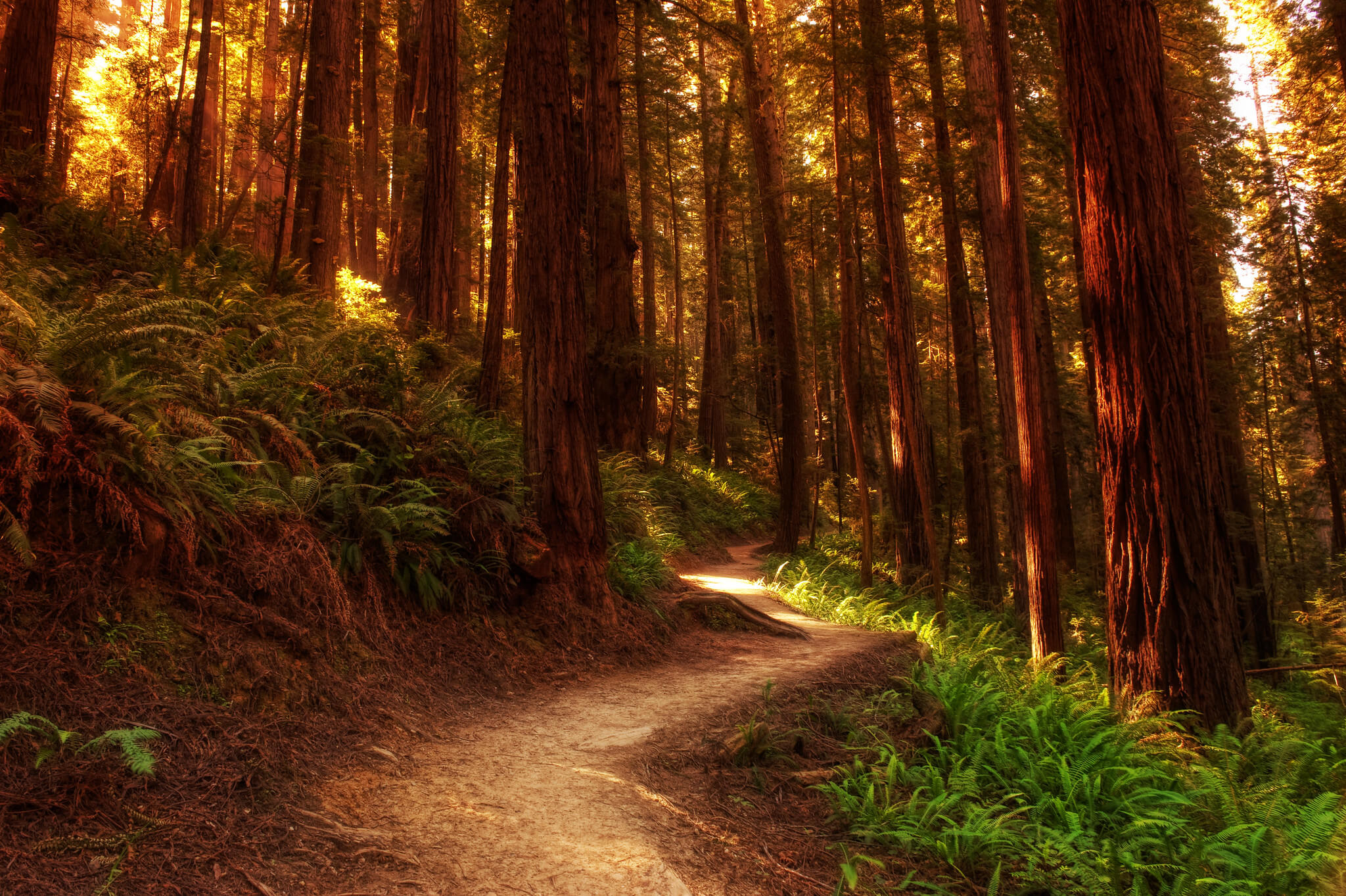 redwood national park