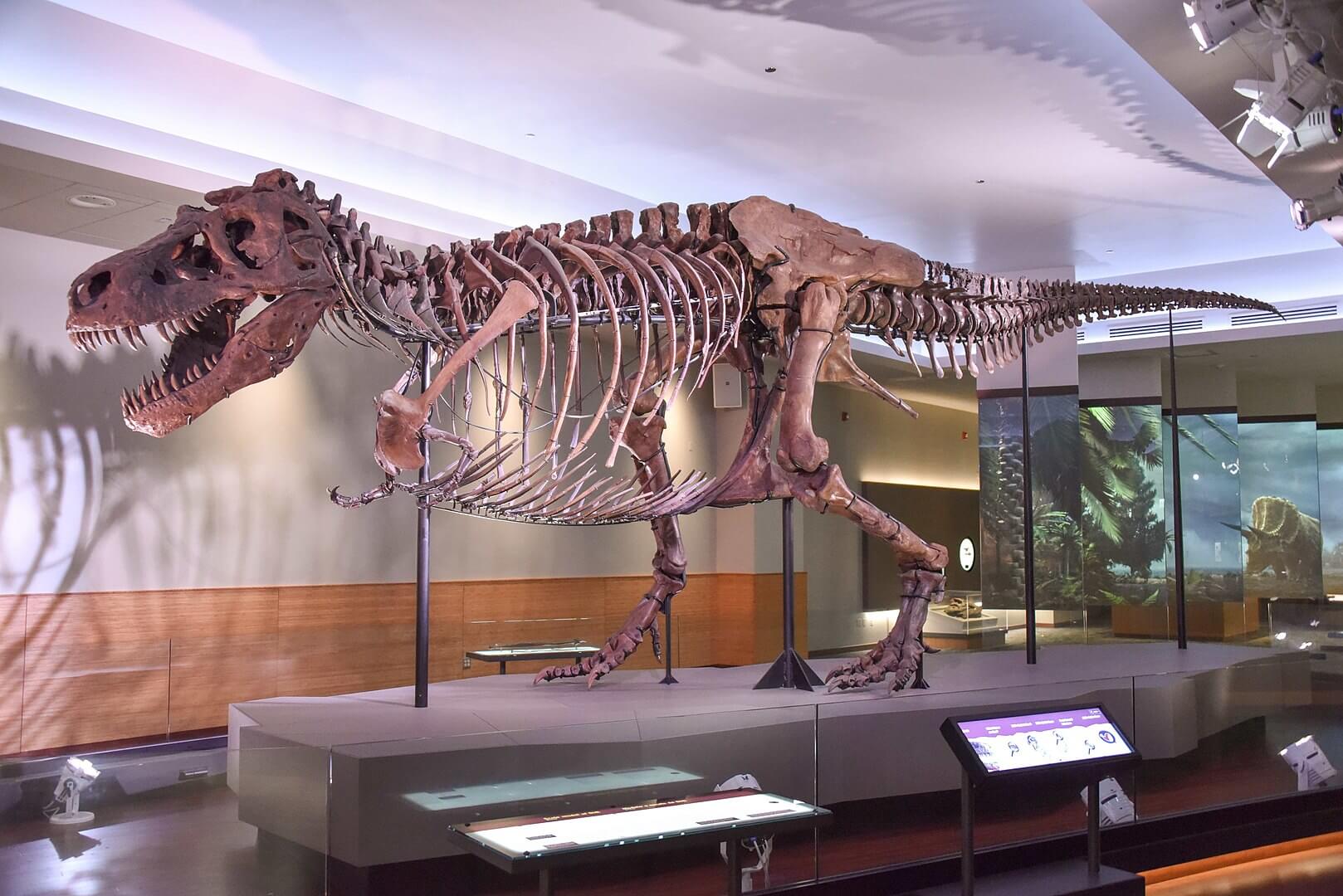 tyrannosaurus rex skeleton