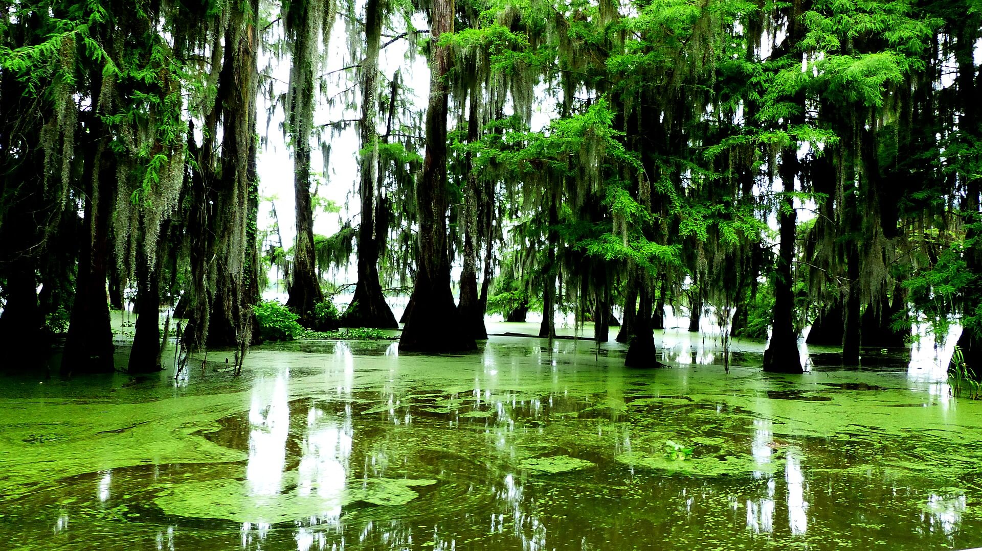 the bayous in the delta of mississippi