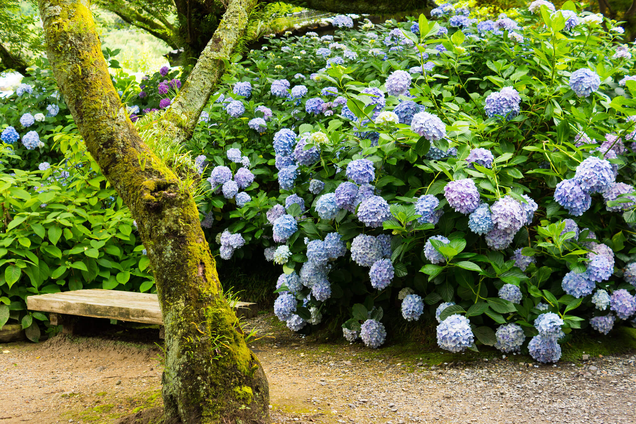 flower gardens