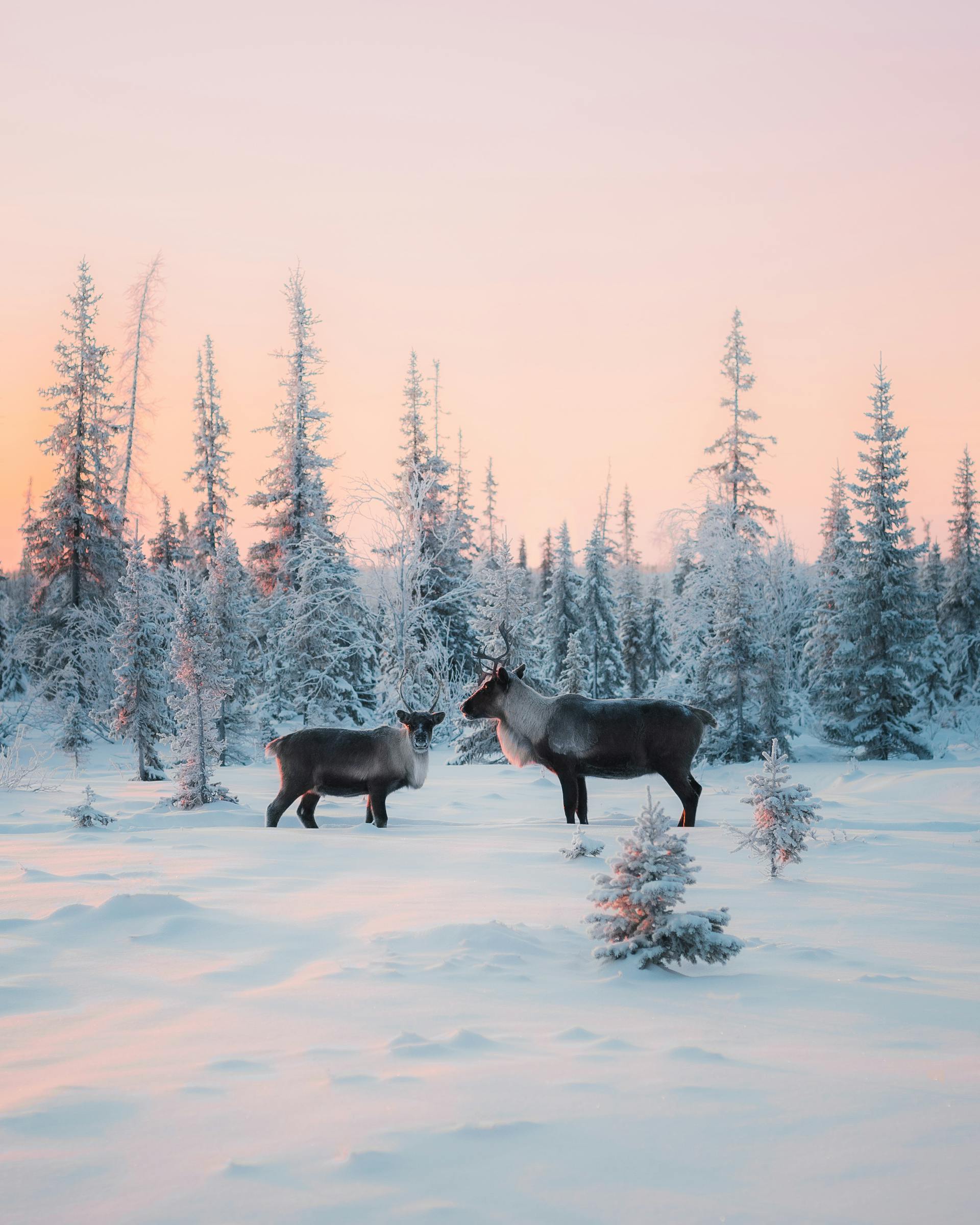 Lapland is renowned for its Arctic wilderness and is a major destination for tourists seeking authentic winter experiences.
