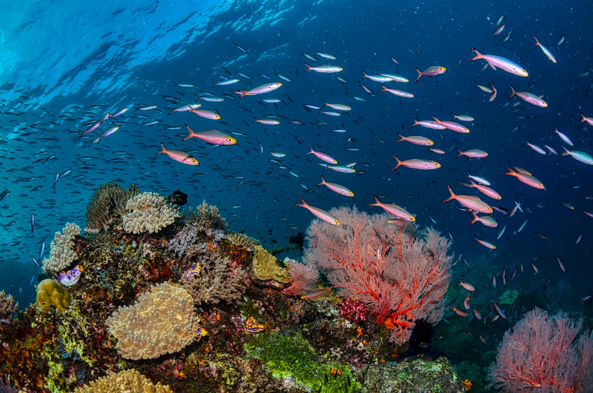 Winter Escape to Raja Ampat: The Underwater Paradise Worth Every Mile