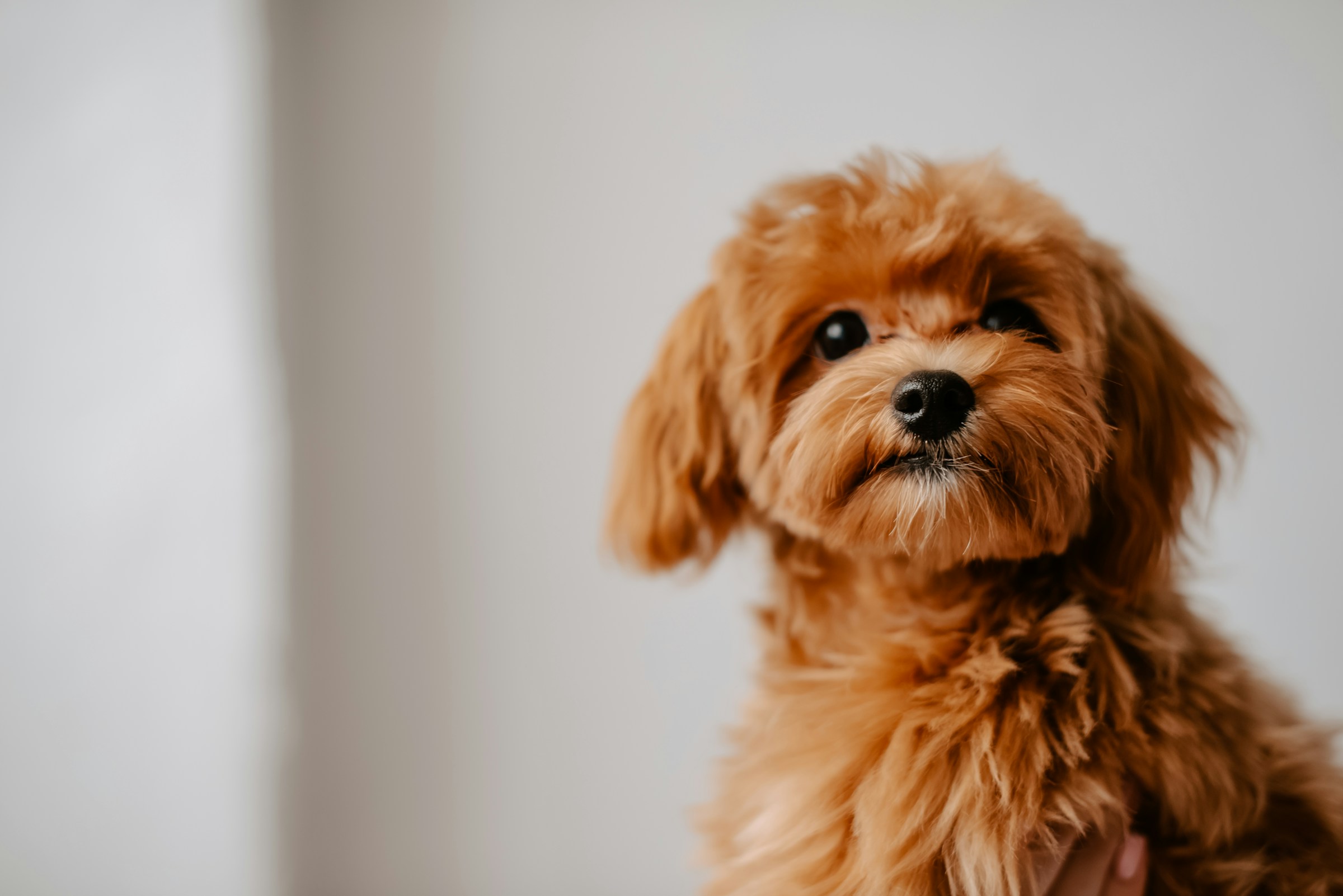 Very cute little brown puppy with widely open eyes and fluffy fur.