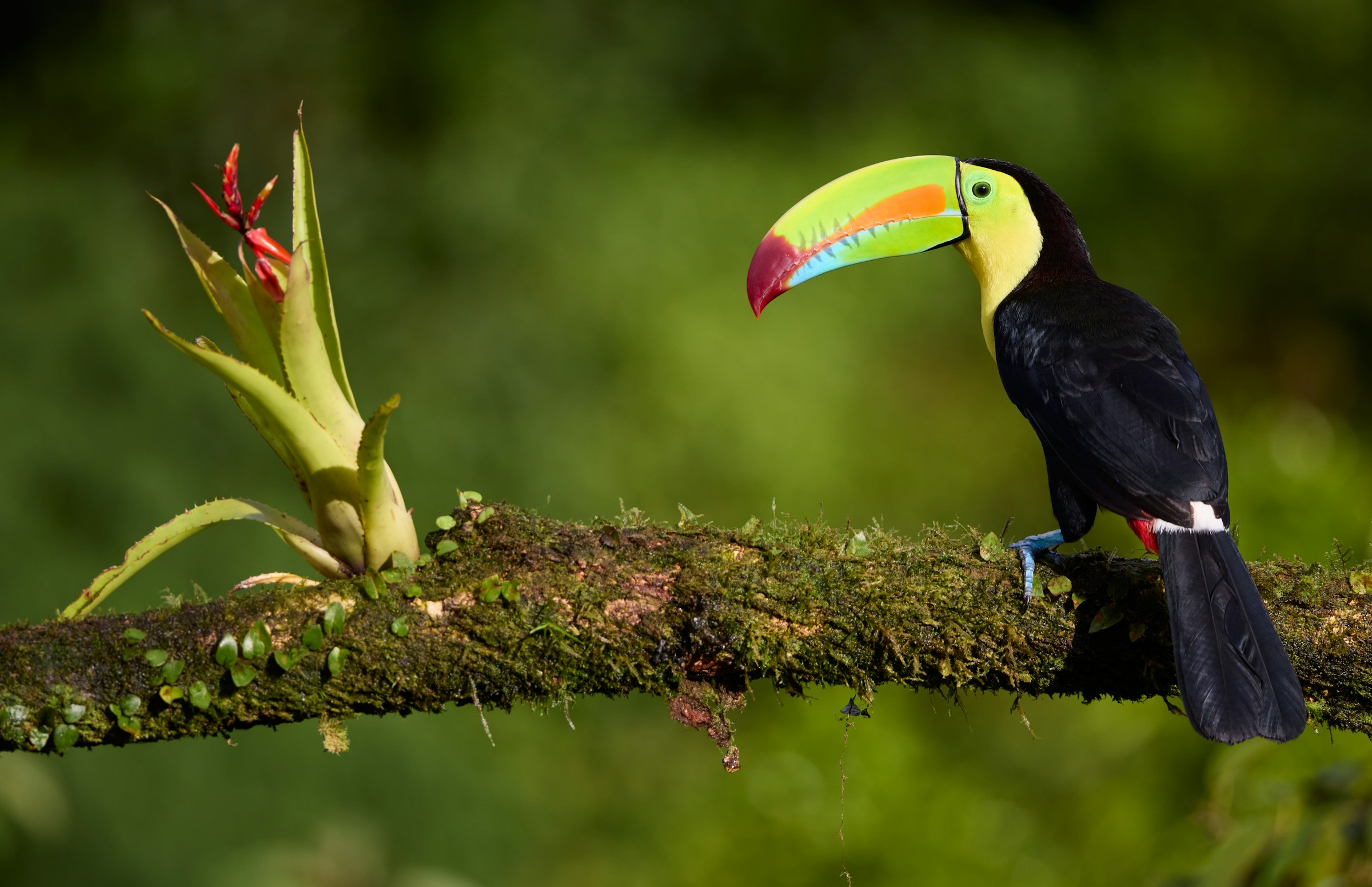 A colorful Keel-billed toucan perched on a mossy branch in the lush green rainforest of Costa Rica during Earth Day 2026.