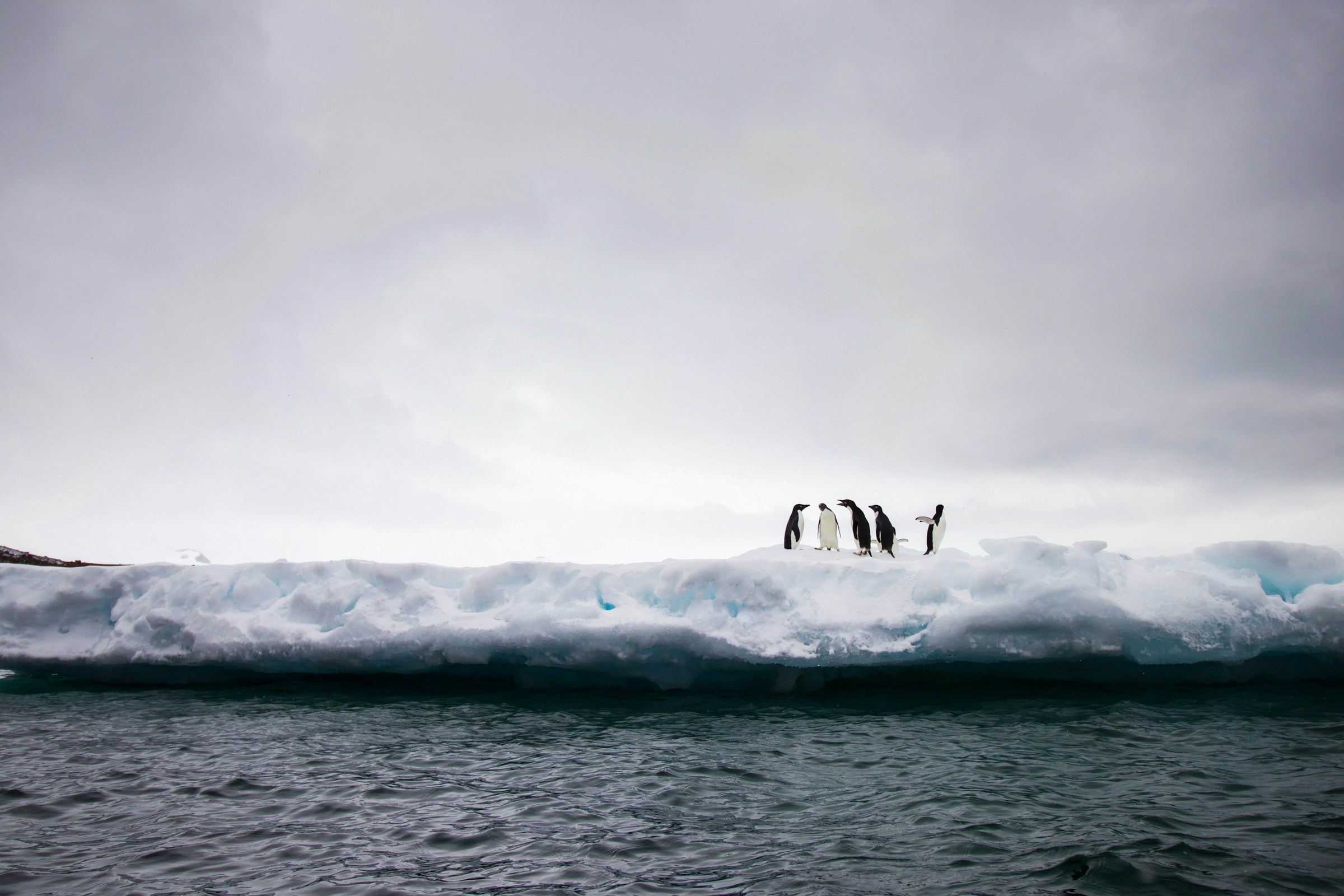 A small group of penguins socializing on a flat ice floe beside dark, icy water.