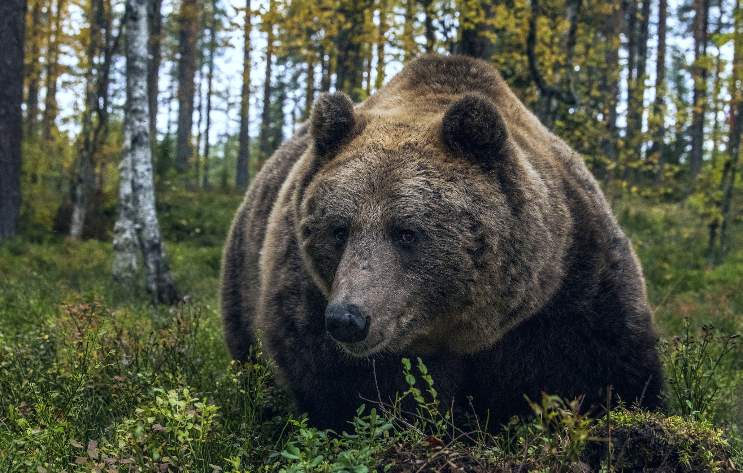 European brown bear at the end of summer in a broadleaf birch forest