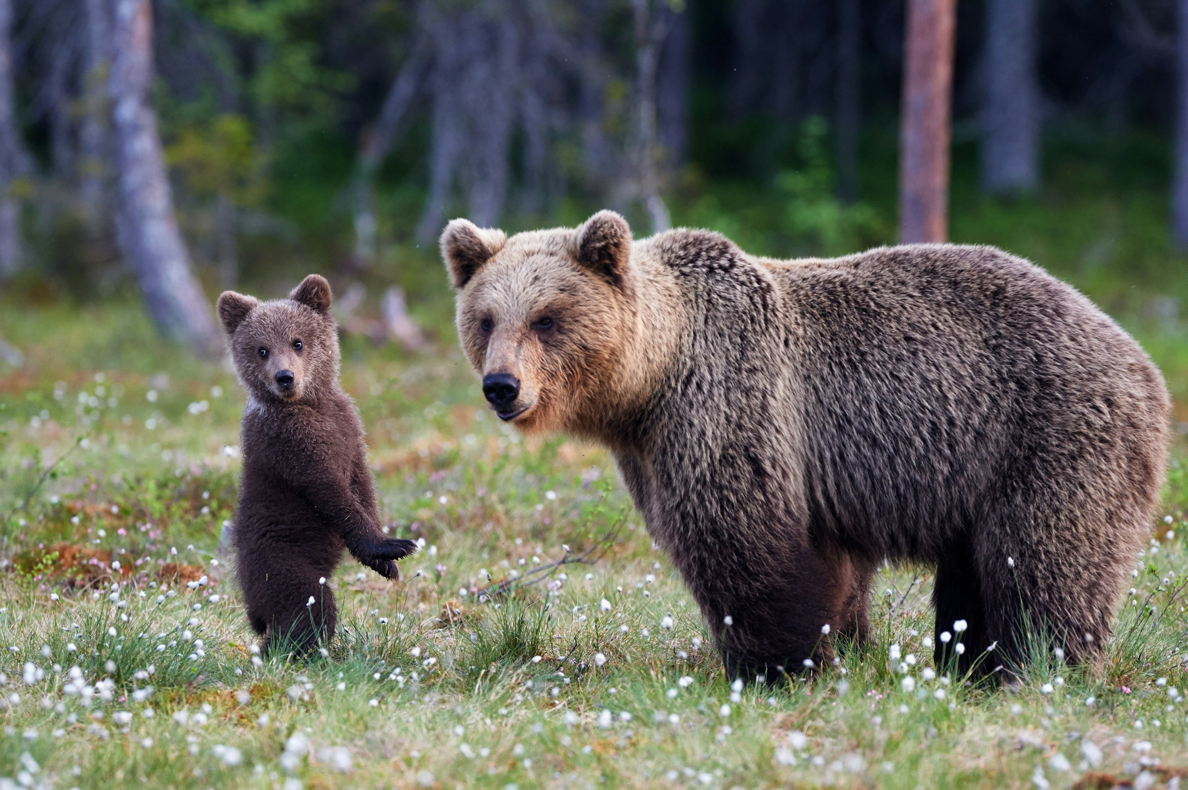 Mama bear and a curious cub - European brown bears in the forest.