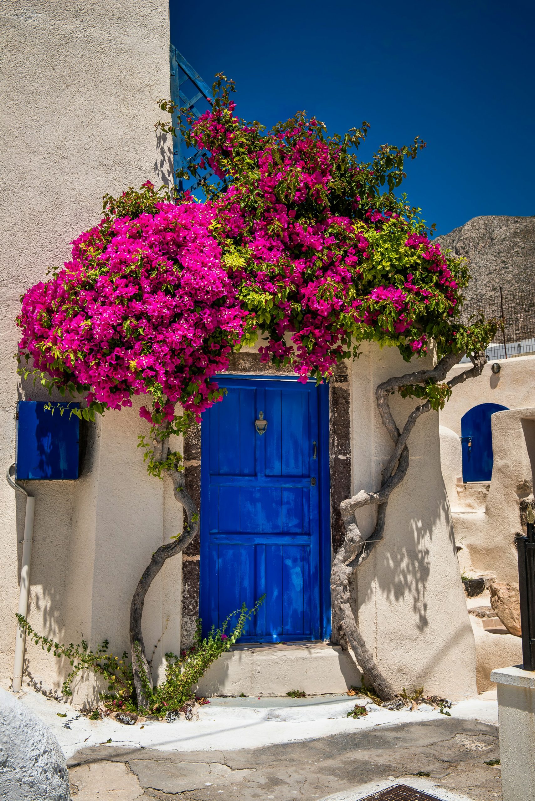 Traditional Greek charm: a whitewashed building with a striking blue door, framed by the vibrant blooms of a bougainvillea.