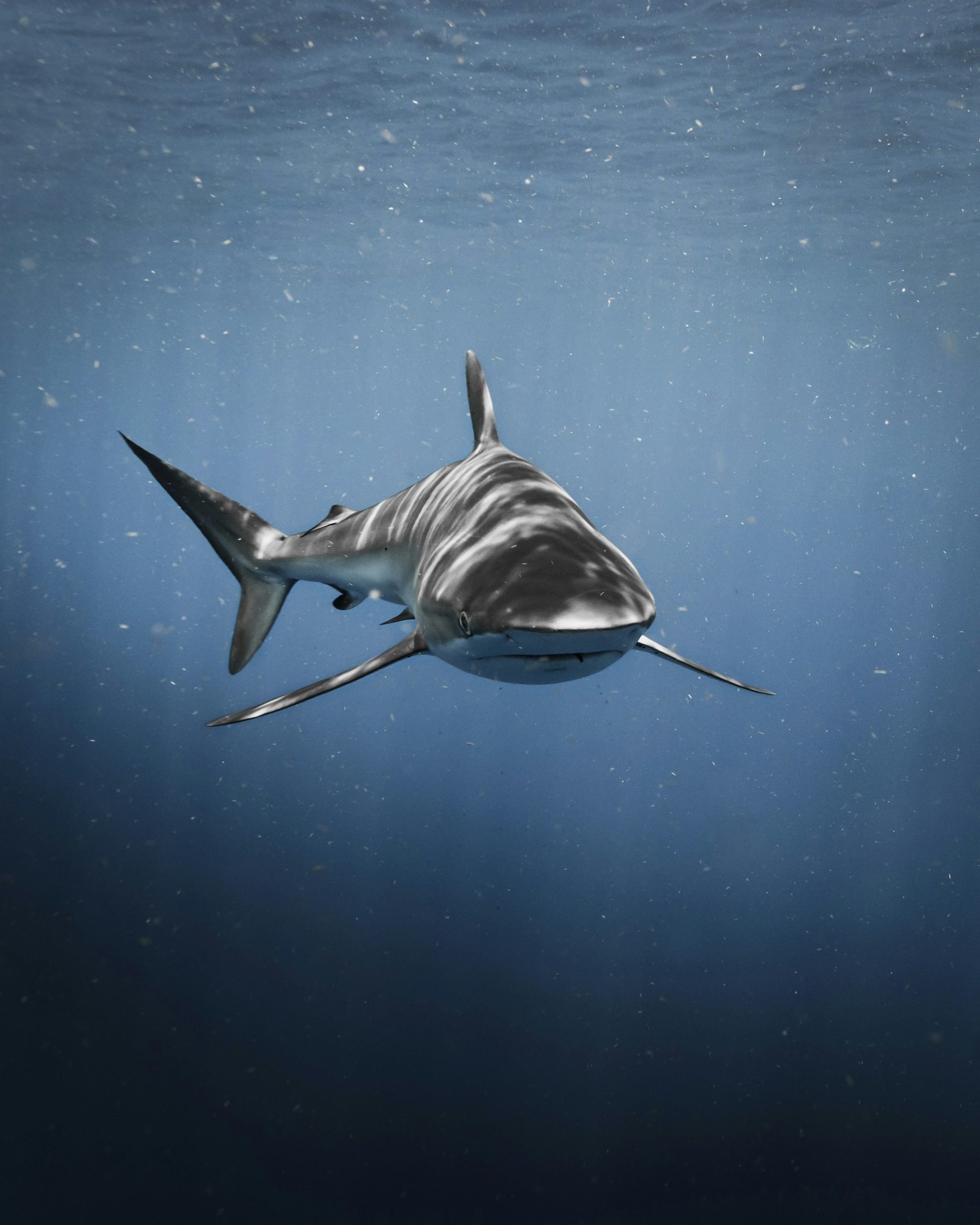 Bull sharks belong to what researchers sometimes call the "Big Three" of dangerous shark species, alongside the great white and the tiger shark.