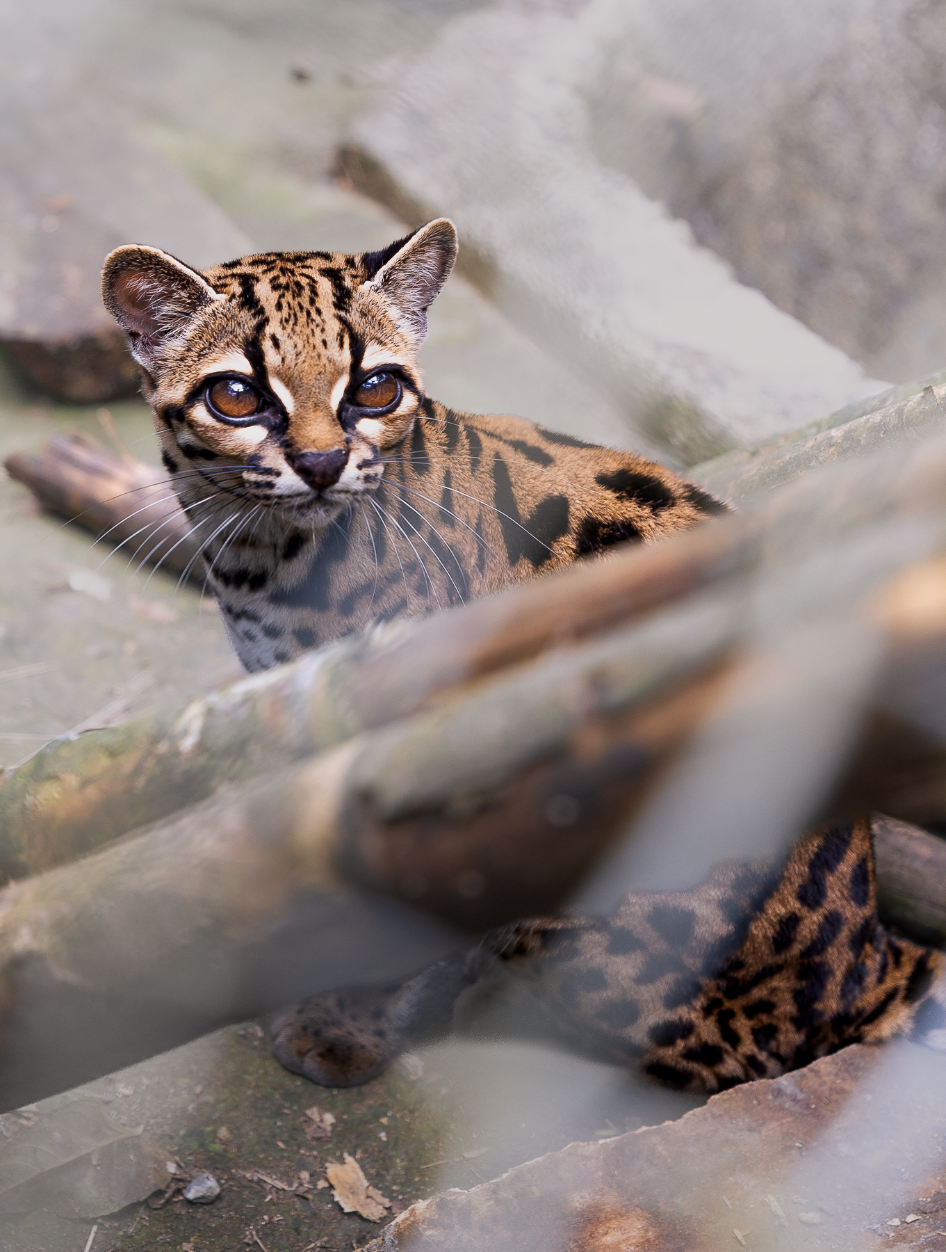 Named Leopardus tilcayo, the animal inhabits the Yungas, a humid and mountainous forest region on the eastern slopes of the Andes, where the mountains meet the Amazon Basin.