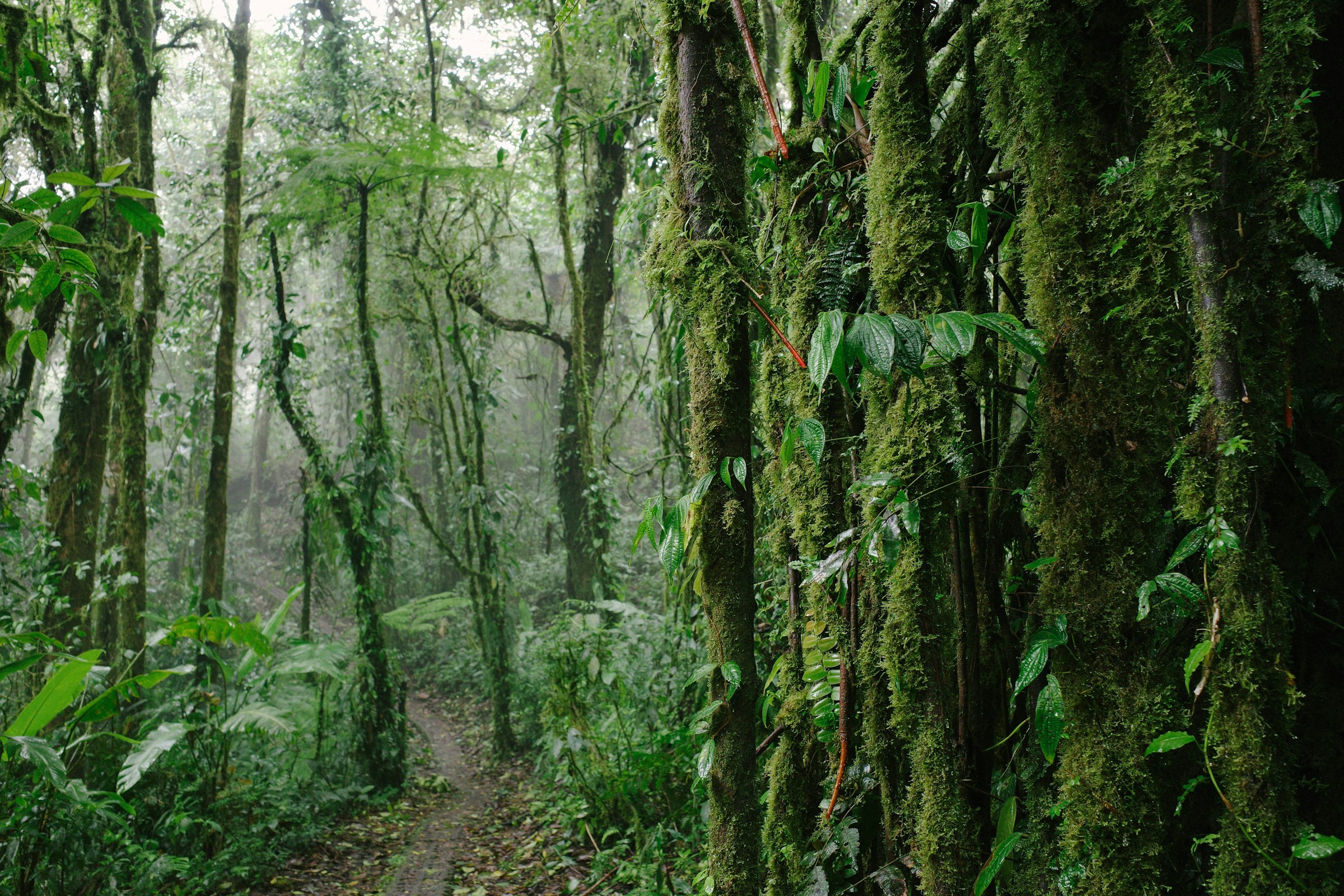 The ancient Valdivian rainforest covers a narrow strip of Chile and Argentina, reaching the Magellanic fjords to the south. It is a true relic, remaining from the ancient continent of Gondwana, and according to scientists, its age is estimated at around 180 million years.