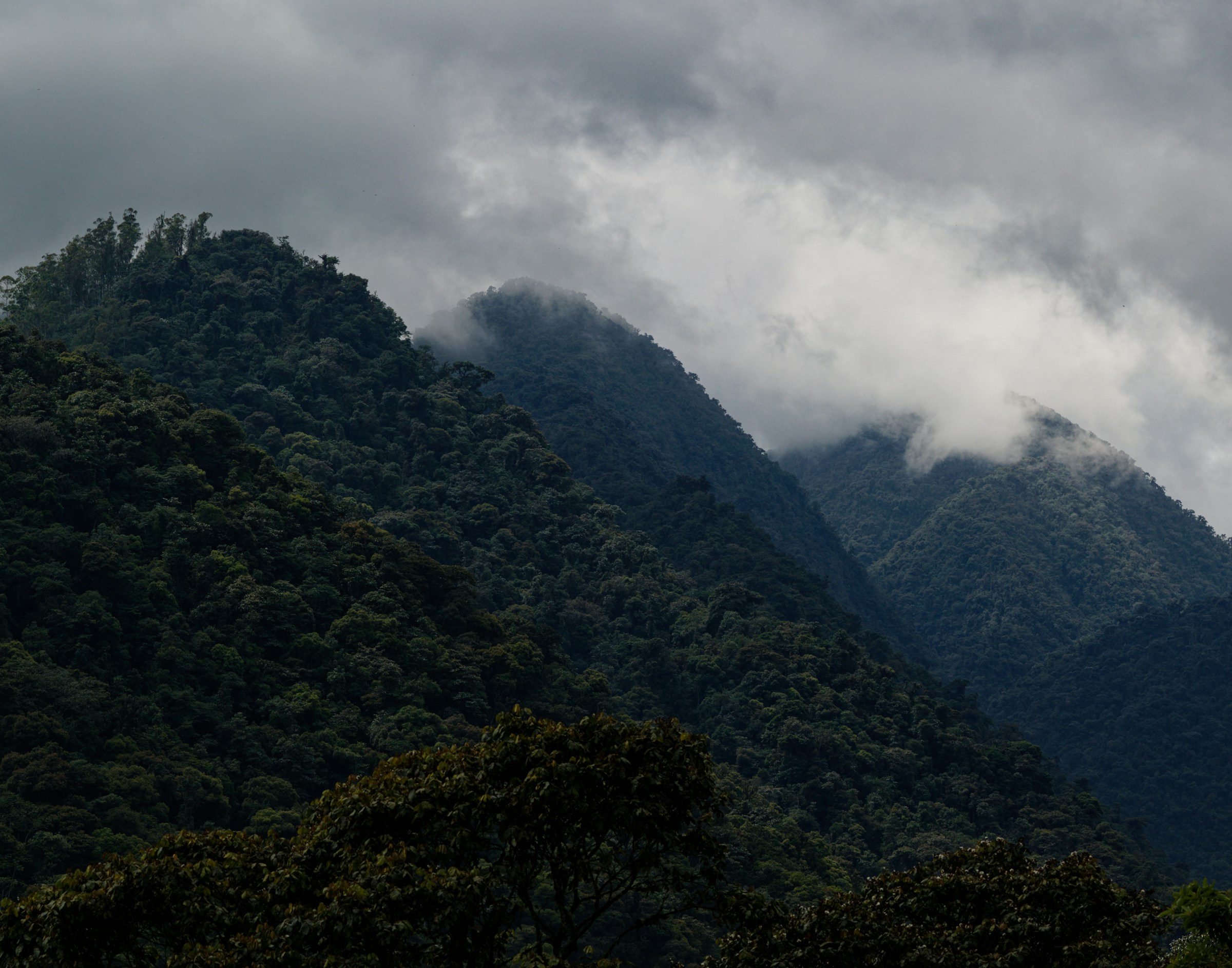 Ecuador's rainforests are known for their unique and remarkable biodiversity - one that can be found in only a handful of places on the planet. Scientists believe that many species here have yet to be discovered.