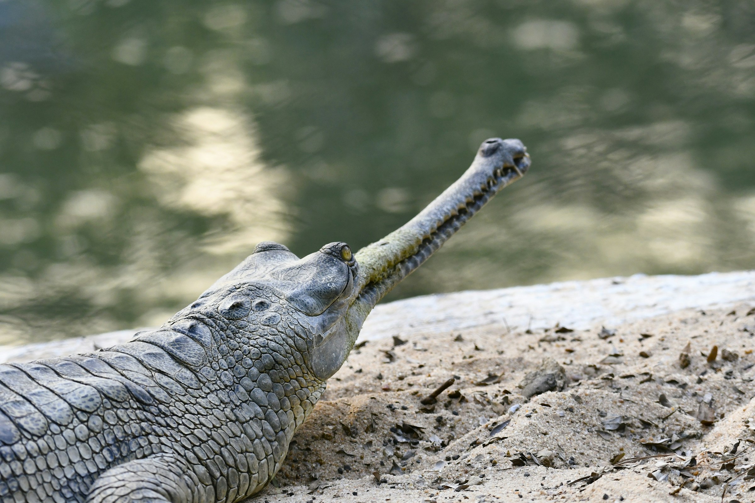 Gavials are a group of crocodilians once found across many parts of the world - including the Mediterranean region and present-day Egypt. Nowadays, only a handful of them survive, confined mostly to rivers in India and Nepal.