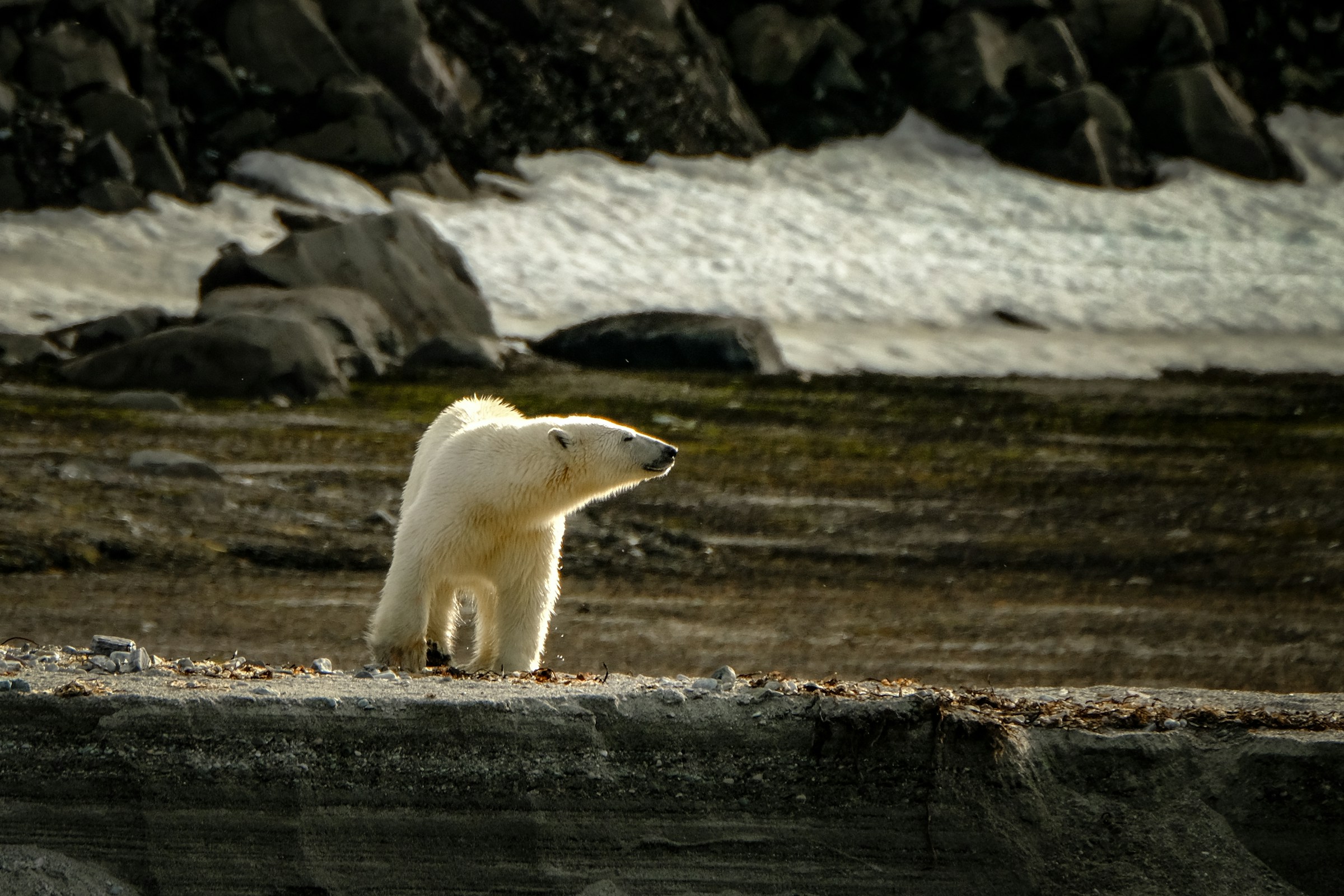 Uninvited Guests From the Ice: Iceland’s Long History of Polar Bear Arrivals