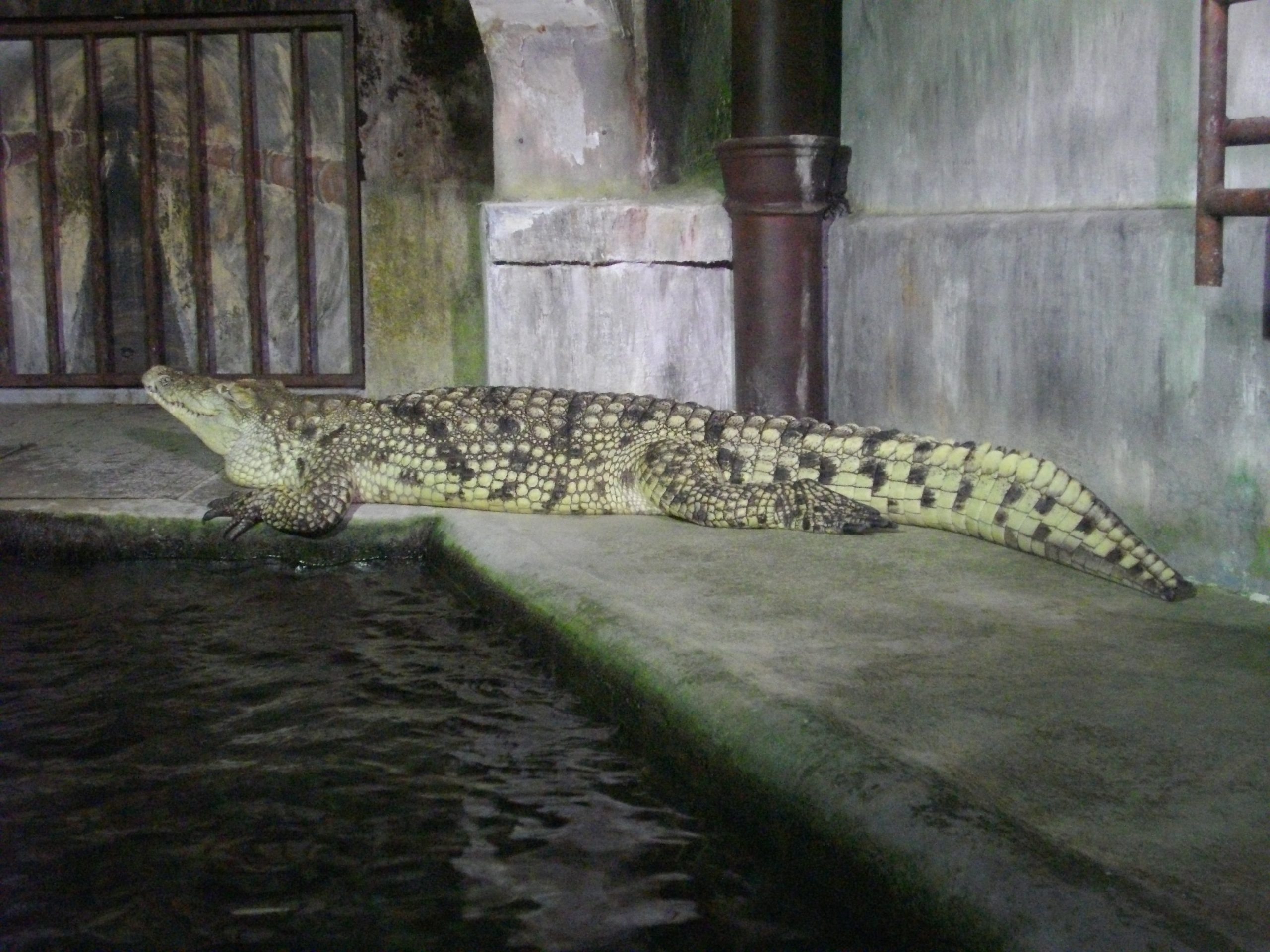 Sometimes urban legends turn out to be true, and that's exactly the case with the Nile crocodile Éléonore, which was discovered in the Paris sewer system not far from the River Seine on March 7, 1984.