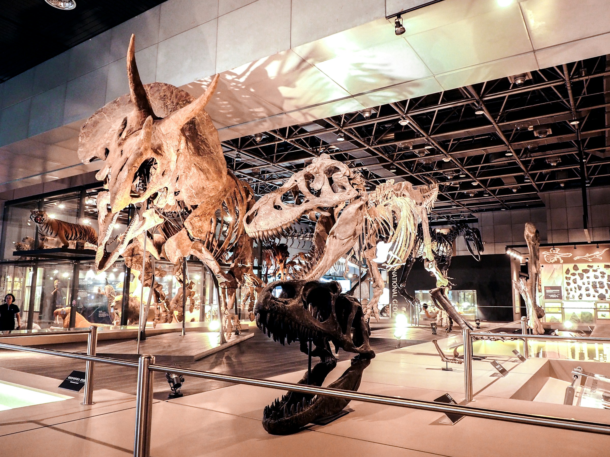 According to scientists, over 99% of all species that have ever lived on our planet have gone extinct to date.